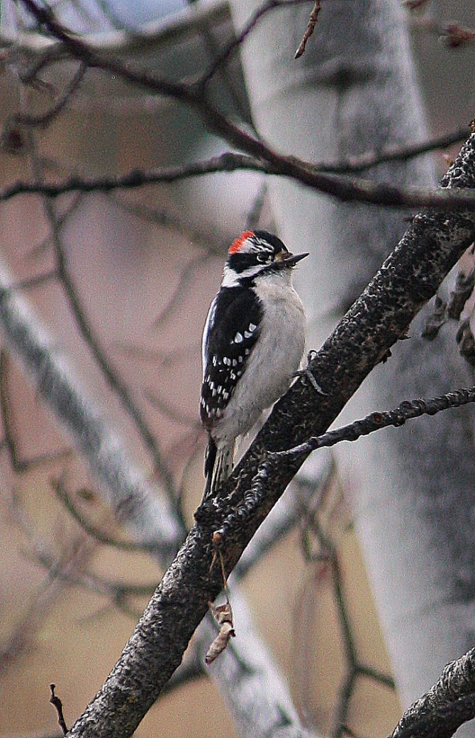 woodpecker 1